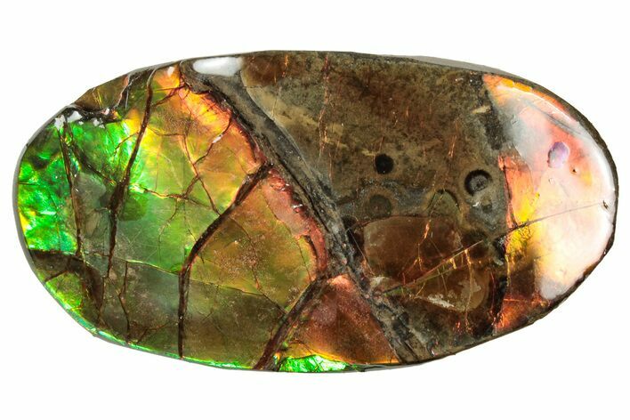 Flashy Ammolite (Fossil Ammonite Shell) - Rainbow Colored #357586